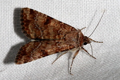 Heliothis punctifera
