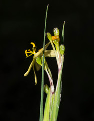 Sisyrinchium pringlei