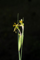 Sisyrinchium pringlei