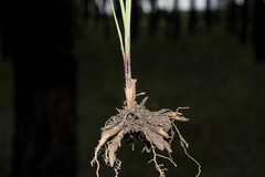 Sisyrinchium pringlei