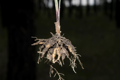 Sisyrinchium pringlei