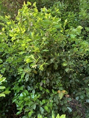 Mimusops obtusifolia