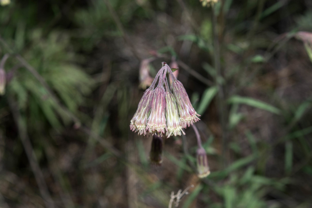 Brickellia oreithales