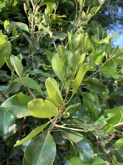 Mimusops obtusifolia