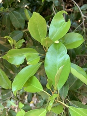 Mimusops obtusifolia