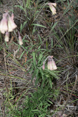 Brickellia oreithales