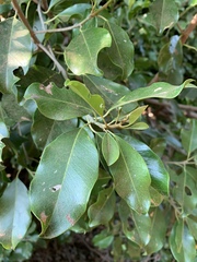 Mimusops obtusifolia