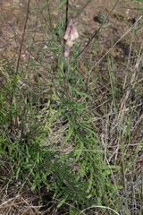 Brickellia oreithales