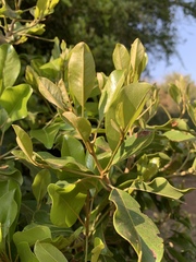 Mimusops obtusifolia