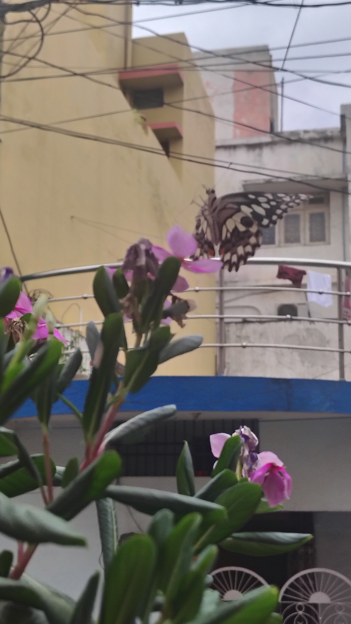 Lime Swallowtail