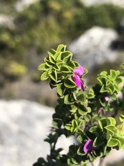 Indigofera candolleana