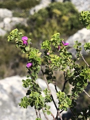 Indigofera candolleana