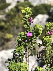 Indigofera candolleana