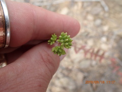 Crassula subaphylla