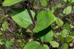 Aldama cordifolia