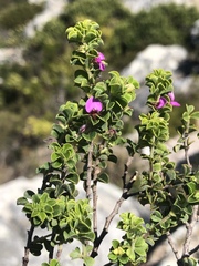 Indigofera candolleana