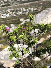 Indigofera candolleana