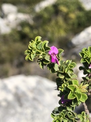 Indigofera candolleana