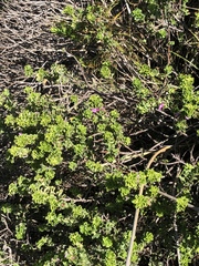 Indigofera candolleana