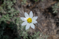 Cosmos palmeri