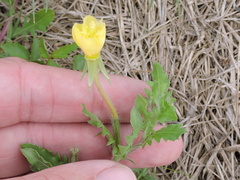 Oenothera laciniata