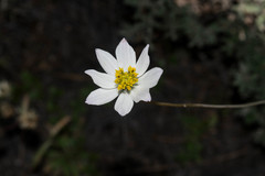 Cosmos palmeri
