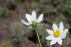 Cosmos palmeri