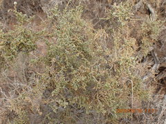 Caroxylon tuberculatum