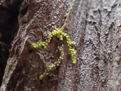 Frullania chilcootiensis