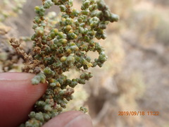 Caroxylon tuberculatum