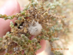 Caroxylon tuberculatum