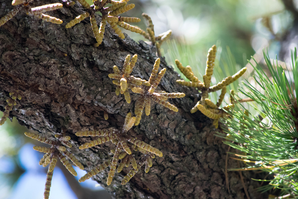 Big-fruited Dwarf-Mistletoe