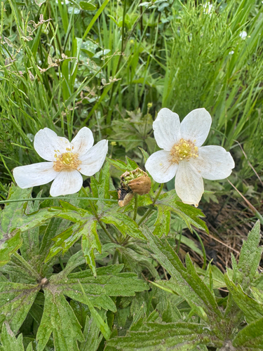 Canada anemone