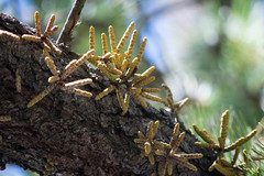 Arceuthobium verticilliflorum