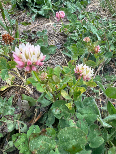 Alsike clover