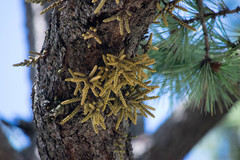 Arceuthobium verticilliflorum