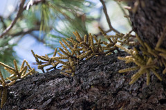 Arceuthobium verticilliflorum