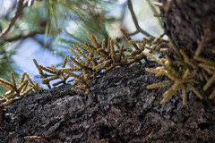 Arceuthobium verticilliflorum