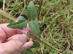 Strophostyles helvola