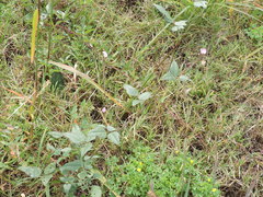 Strophostyles helvola