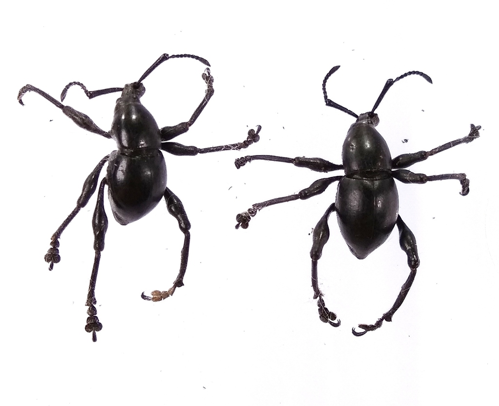 Behrensiellus
