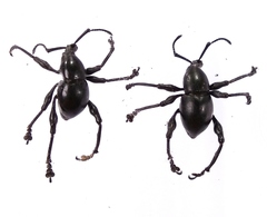 Behrensiellus