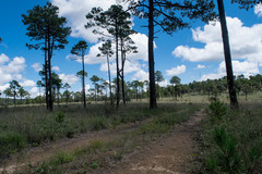 Pinus cooperi