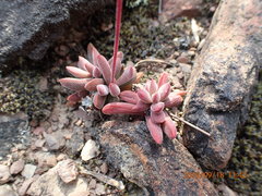 Crassula pubescens