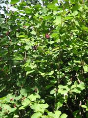 Amelanchier alnifolia