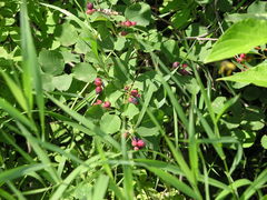 Amelanchier alnifolia