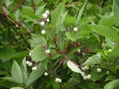 Cornus sericea