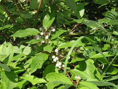 Cornus sericea