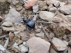 Moluris gibba