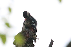 Dryobates cathpharius
